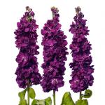   Aubergine 10 