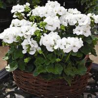 ���������� ��������� ���������� White 3 ��