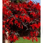 ������� ����������� ����� ���� Night Fever Rosso (�����) 3 ��