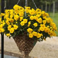    Golden Yellow 5 