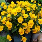    XL Bright Yellow 3 