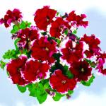 ������� ��������������� ������� Picotee Burgundy (�����) 10 ��