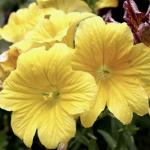   Yellow () 5 