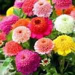  Scabious Flowered 20 