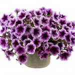 Петуния многоцветковая Трилоджи Purple Vein НОВИНКА! (драже) 5 шт