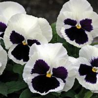    Glamarama White 5 