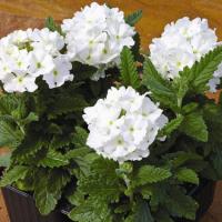 ������� ������� White 5 ��