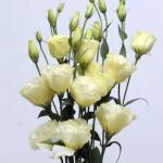   ABC 2 Yellow () 5 