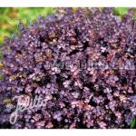   Purpurea 5 