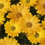 ������������ ����� Sunshine Yellow 3 �� �������!