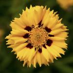   Yellow Red 5 