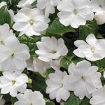 ��������� �������������� �������� White 5 ��