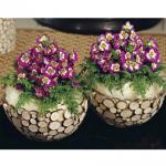   Lilac Bicolor 3 