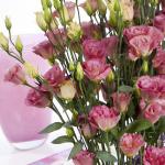    Cocktail Champagne () 5 