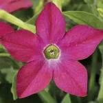 ����� �������� ������ Rose (�����) 10 ��