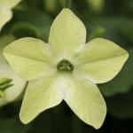    Deep Lime () 10 