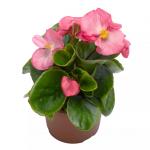 ������� ������������� ���� ���� ����� Rose (�����) 10 �� �������!