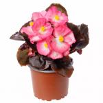 ������� ������������� ���� ��� ����� Bicolor (�����) 10 �� �������!