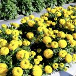    Yellow 5 