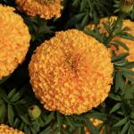    Orange 5 