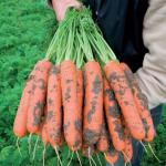 Морковь Балтимор F1 0,5 г