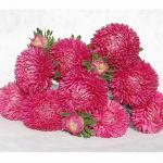 ����� ����� Dark Carmine 10 ��