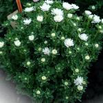 ����� ������� White 10 ��