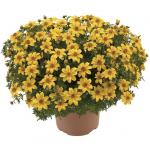  Golden Yellow 20 