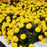     Yellow 5 
