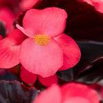 ������� ��� ������ Rose Espresso (�����) 3 �� �������!
