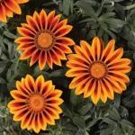    Orange Flame 5 