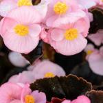 ������� ��� Soft Pink ��������� ���� (�����) 3 �� �������!