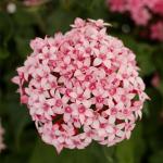 ������ ��������� ������ Pink Bicolor (�����) 3 �� �������!