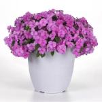 ��������� ����� Blue Pearl 5 �� �������!