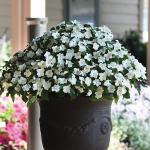 ��������� ����� White 5 ��