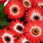 ������� ��������� �������� Bicolor Red White 3 ��