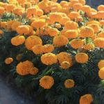    Orange 5 