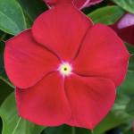   Red with Eye 5 