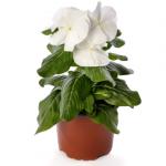   White 5 