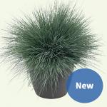  Spiky 10 