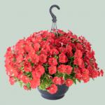    Trailing Coral () 5  !