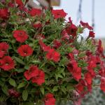    Trailing Red () 5  !