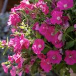    Trailing Rose () 5  !