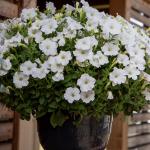    Trailing White () 5  !