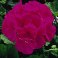 ���������� ��������� ������� Violet 3 ��