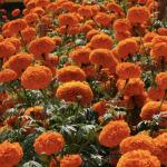    Orange 5 