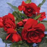 ������� ��������� ����� Deep Red (�����) 10 ��