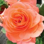 ������� ��������� ����� Salmon (�����) 10 ��