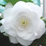 ������� ��������� ����� White (�����) 10 ��