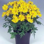 ������ �����-������ ������ Yellow 10 ��